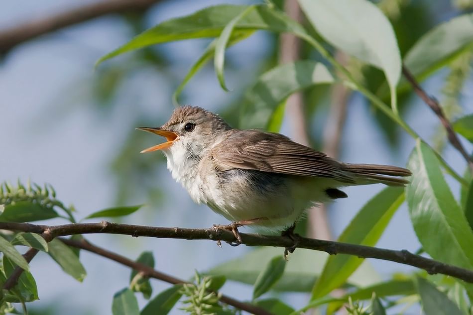 Певчие птицы саратовской области фото и голоса