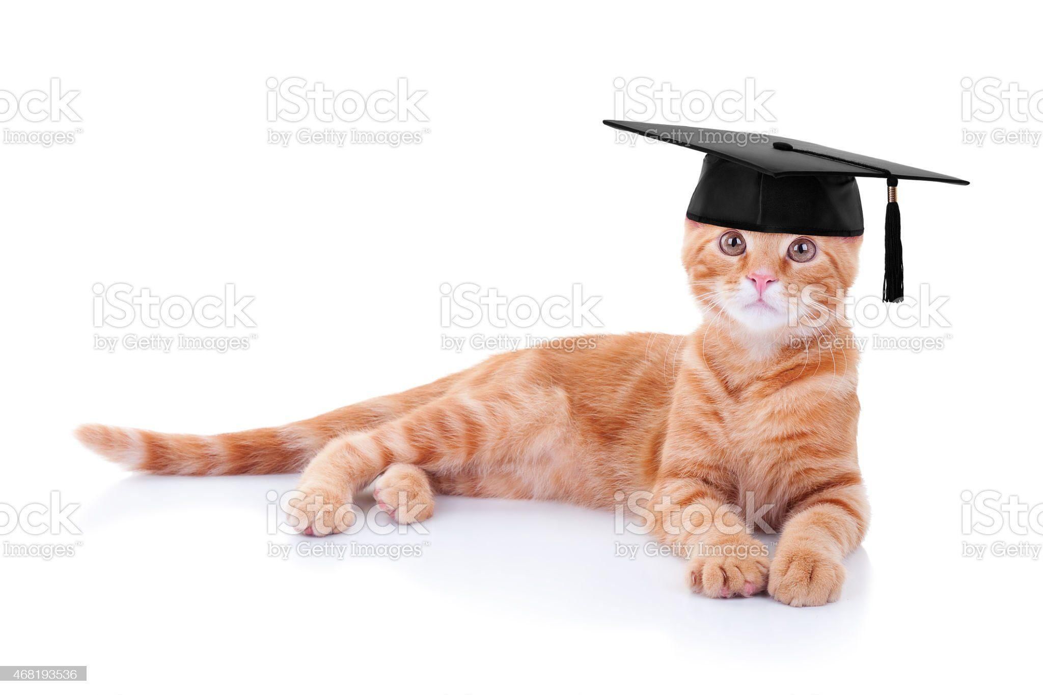 Котонет. Ginger Cat isolated. Ginger Cat White background isolated. Cat isolated. Cat laying down.