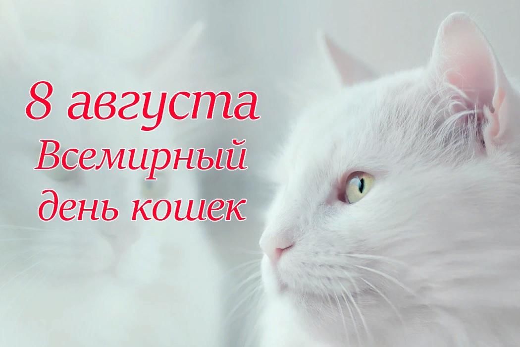 Просто день кота» 2022, Ярославский район — дата и место проведения,  программа мероприятия.