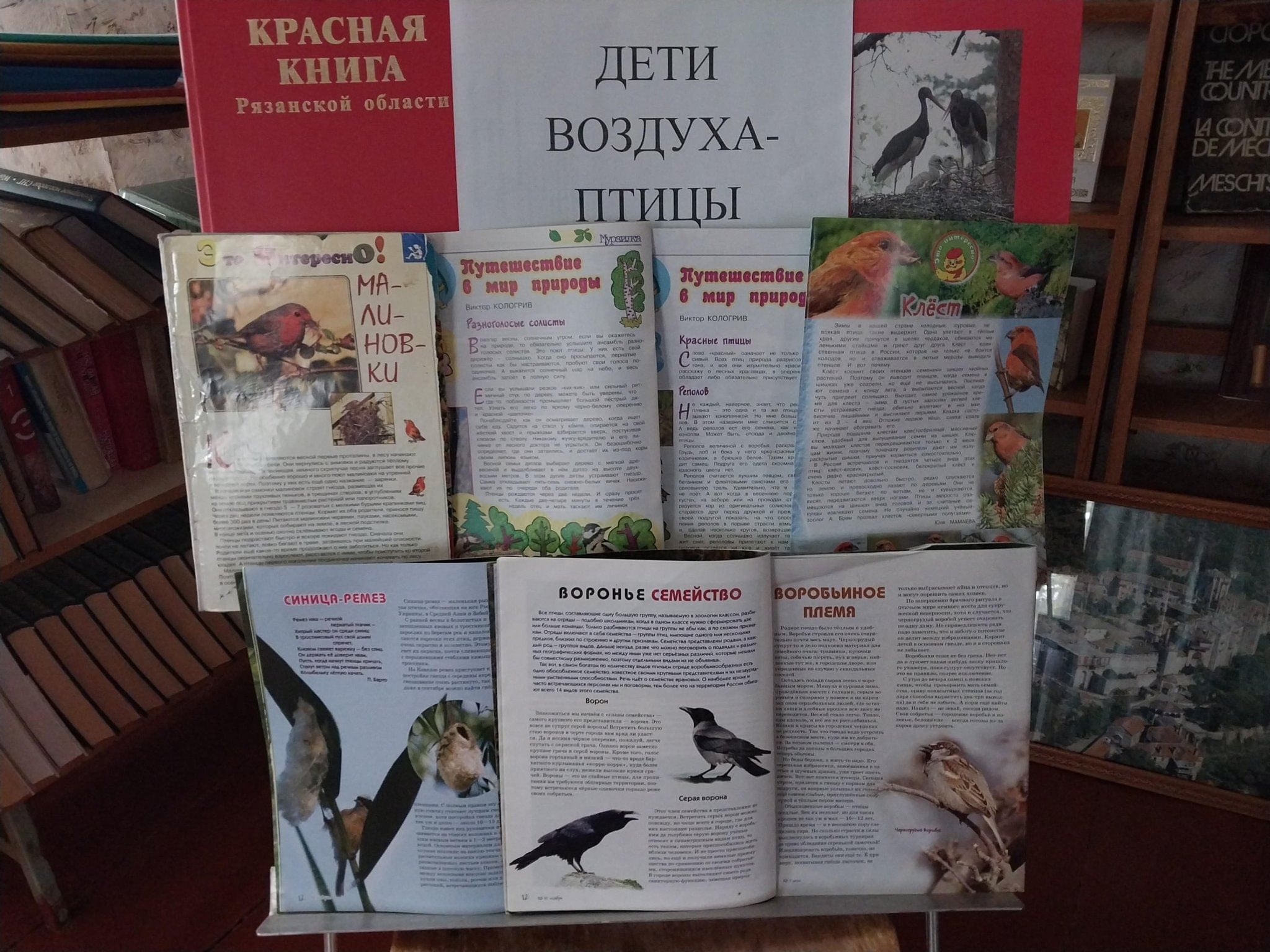 Викторина «Дети воздуха –птицы» 2023, Шацкий район — дата и место  проведения, программа мероприятия.