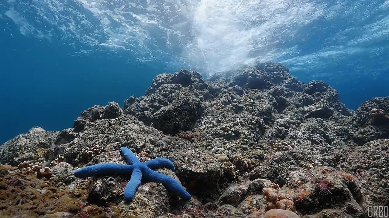 Морская звезда на дне океана