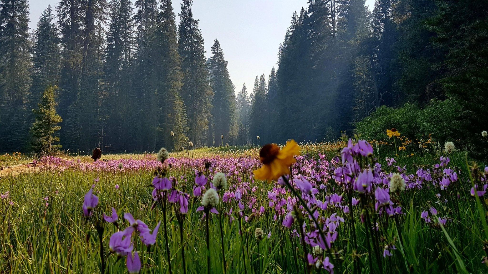 луга красивые места для