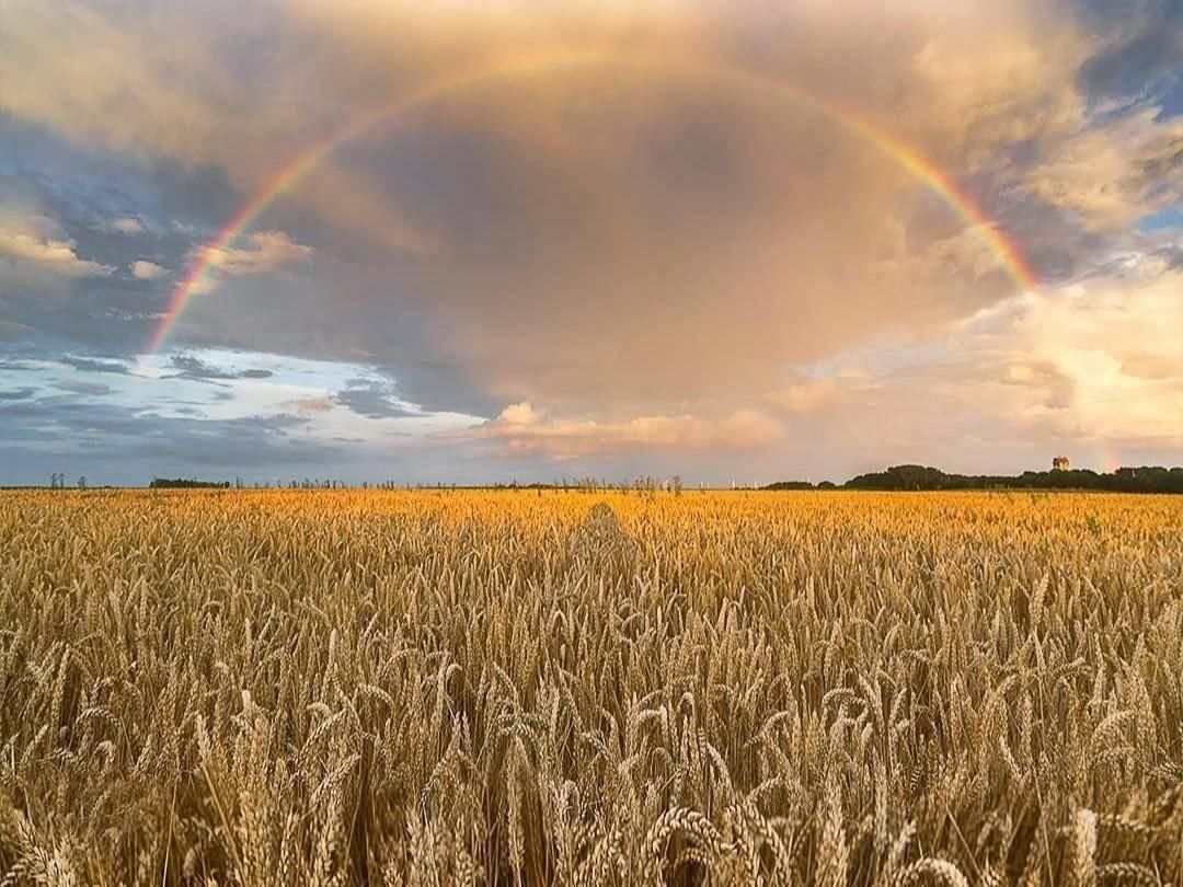 Хлебное поле картинки