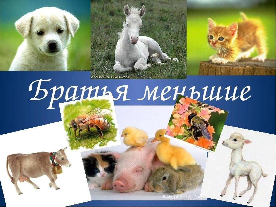 Братья наши меньшие рисунки