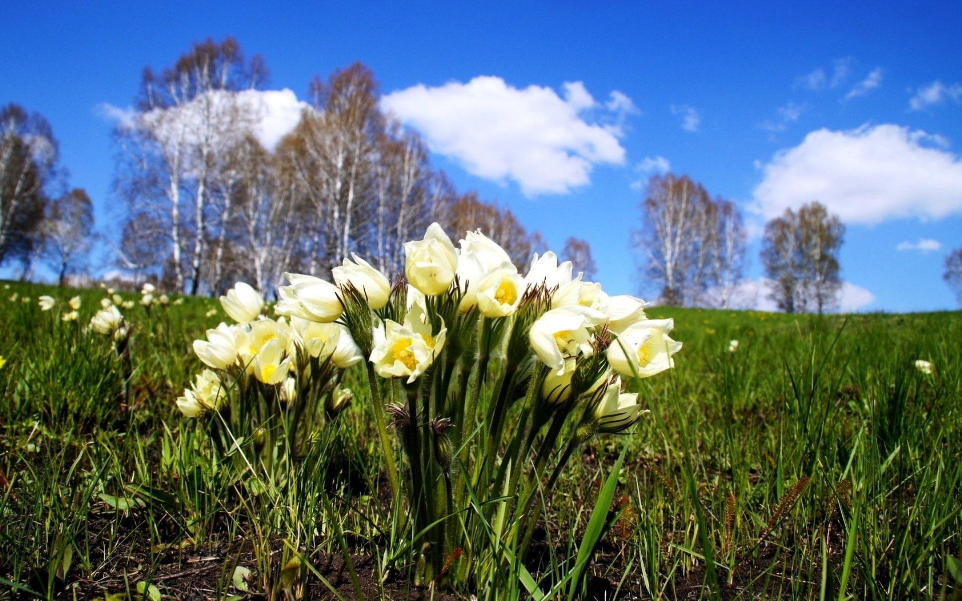 Что есть весной в природе. Весенние первоцветы Сибири. Первоцветы Лаго Наки. Первоцвет примула Сибирь. Цветы подснежники Сибирские.