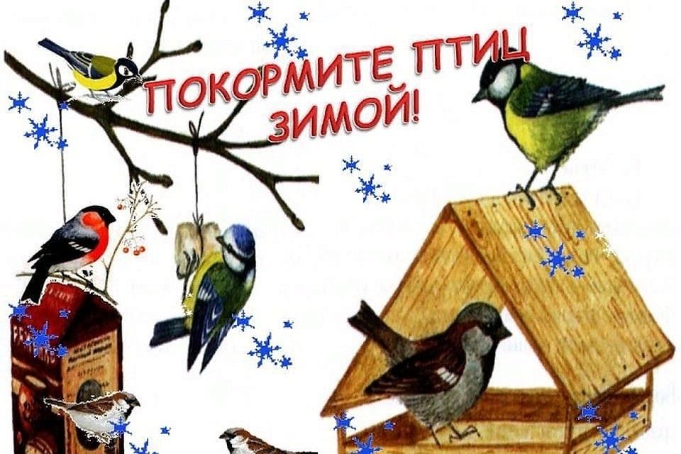 Проект покормите птиц зимой средняя группа
