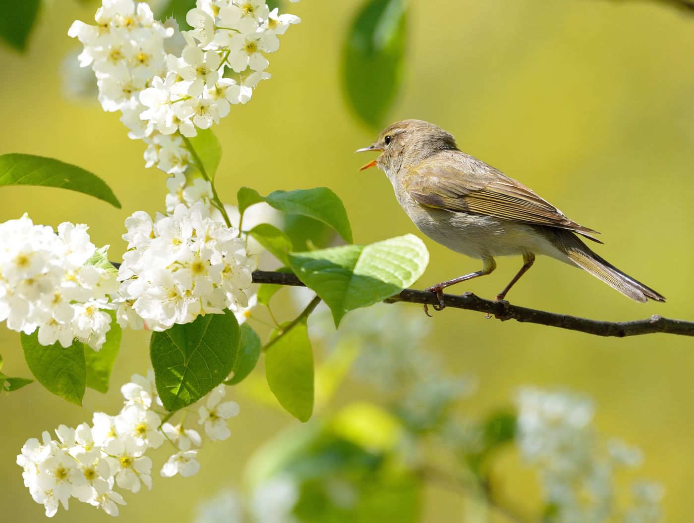 Какие птички поют весной. Лесная пеночка с пением. Птицы весной. Весенние птички.