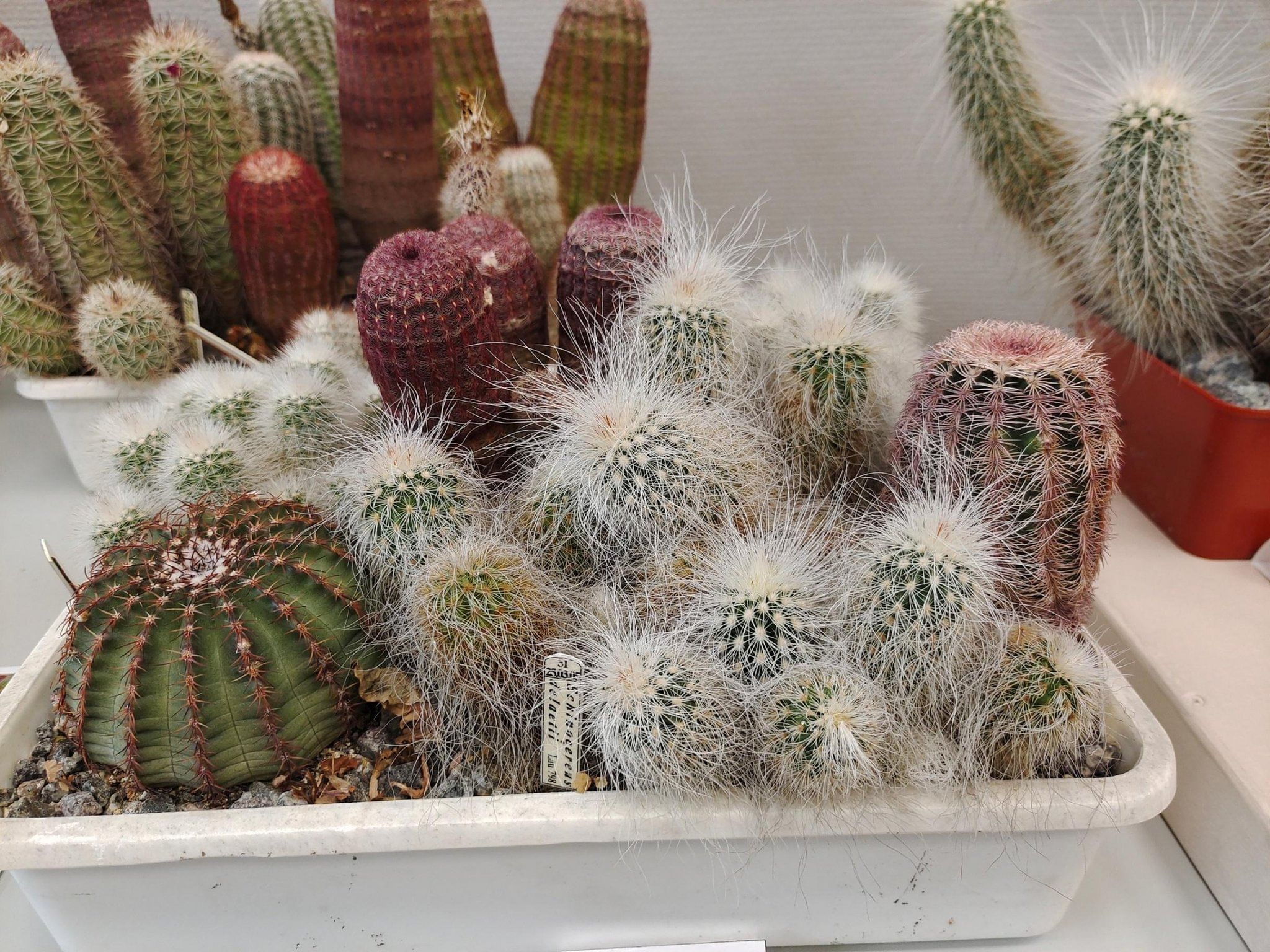 Frailea aureispina. Frailea angelesii. кактусы колючие больная. Cactus 2023. Belense.