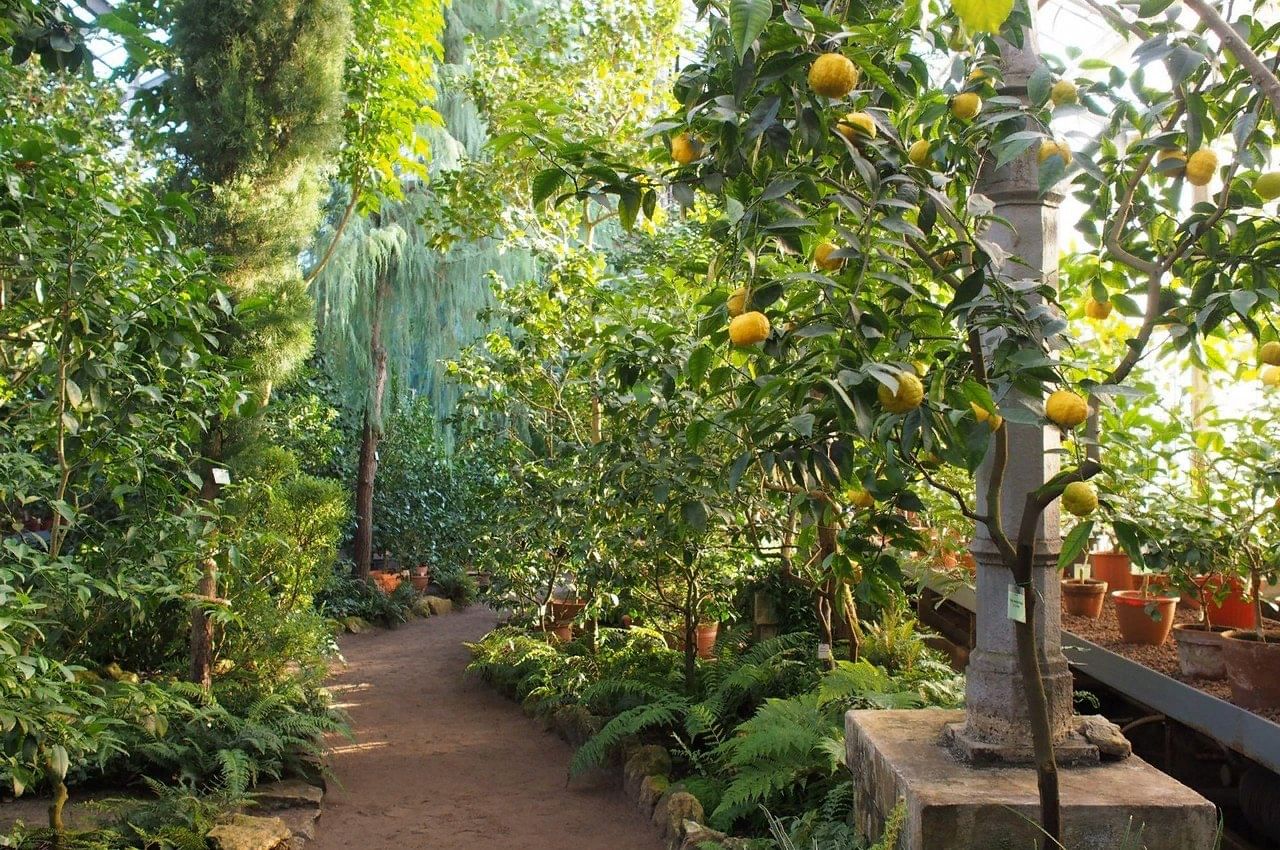 Субтропическая оранжерея ботанического сада СПБ