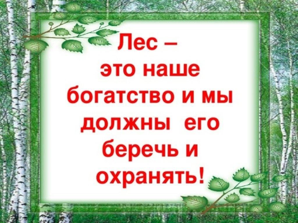 Презентация лес наше богатство для подготовительной группы