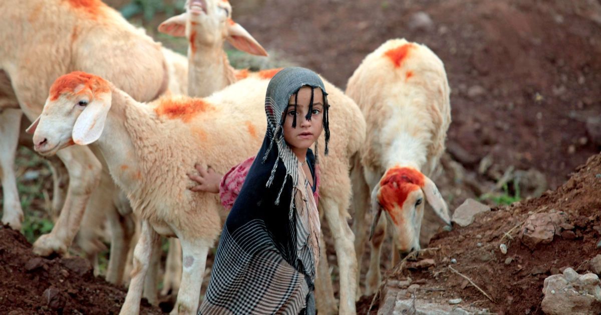Жертвоприношение курбан. Курбан праздник баранов. Курбан байрам. Баран жертва. Курбан байрам жертвоприношение.