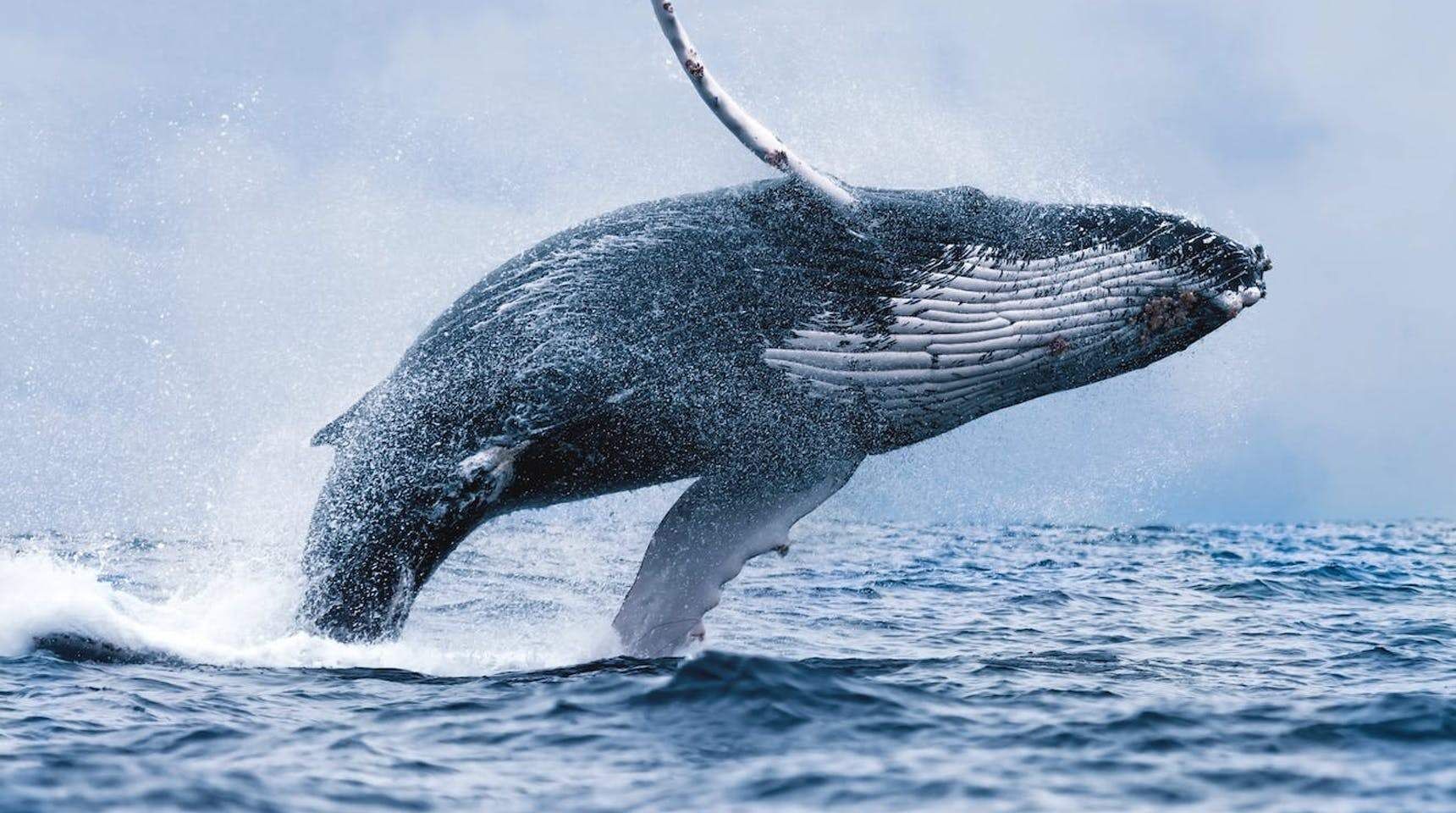 фото кита из воды
