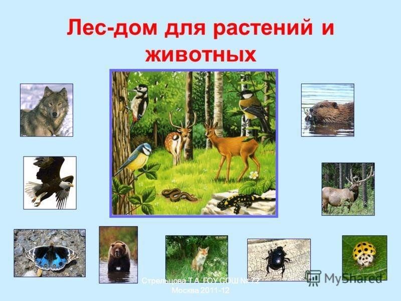 Лес в жизни человека подготовительная группа презентация