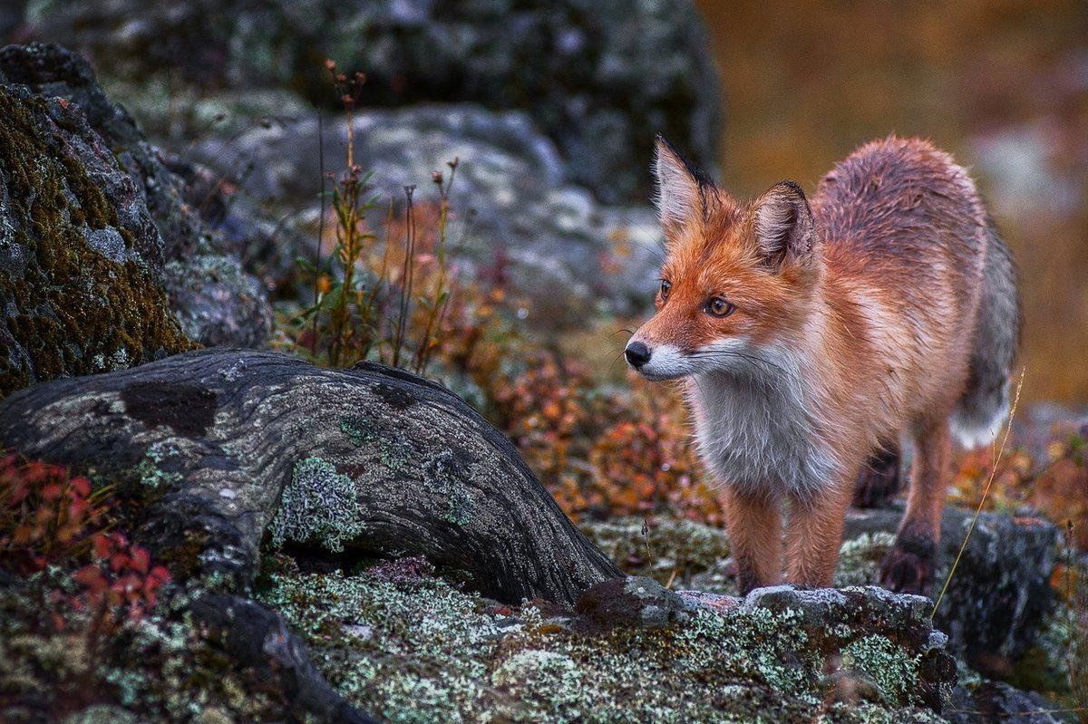 Животные горного алтая фото