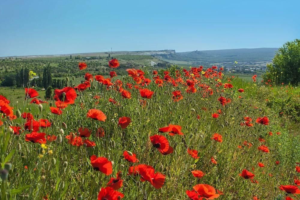 Маковые поля в крыму фото