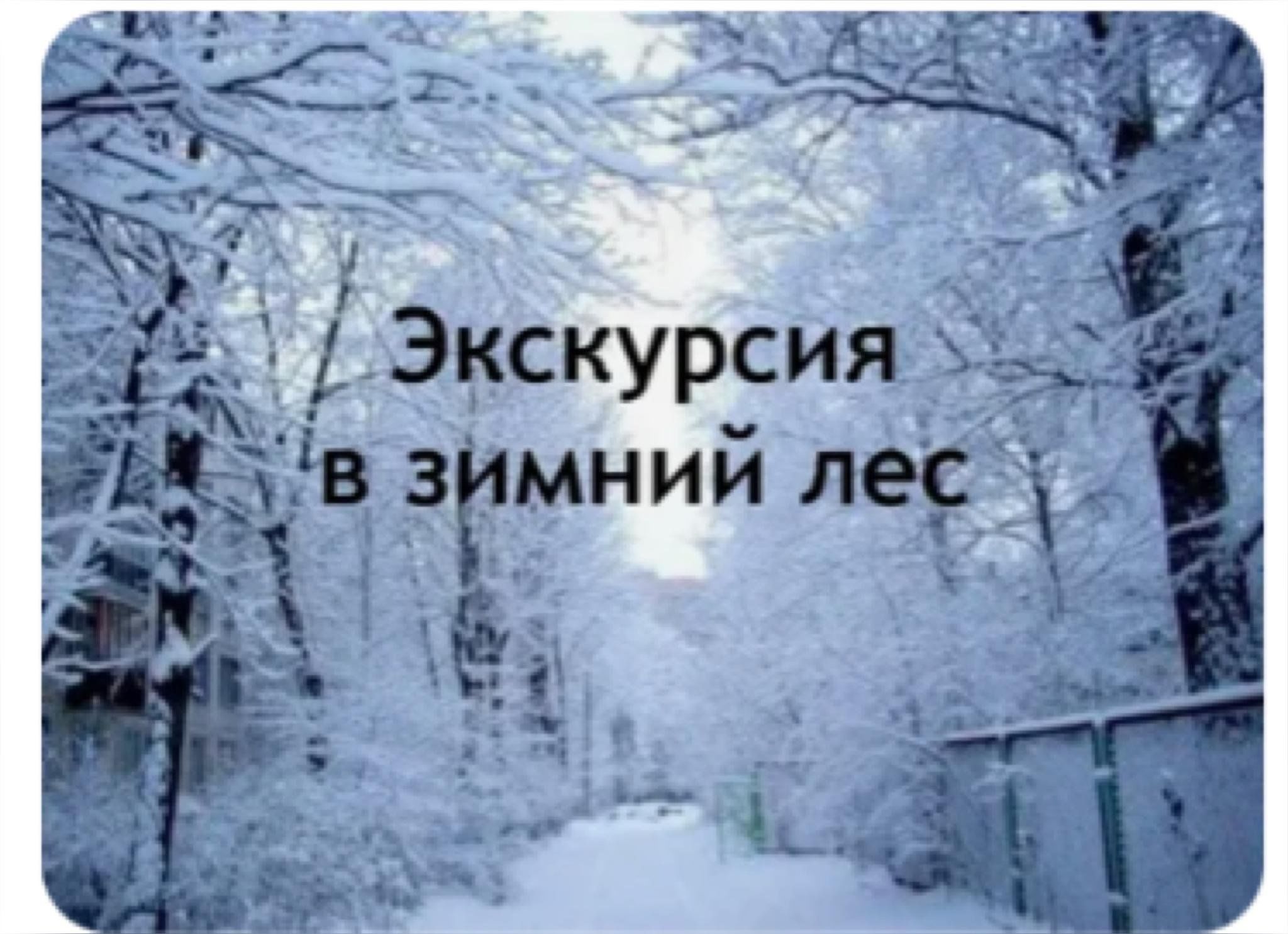 Презентация зимний лес. Экскурсия в зимний лес. Экскурсия в зимний лес 2 класс. Презентация на тему зимний лес. Виртуальная экскурсия в зимний лес для дошкольников.