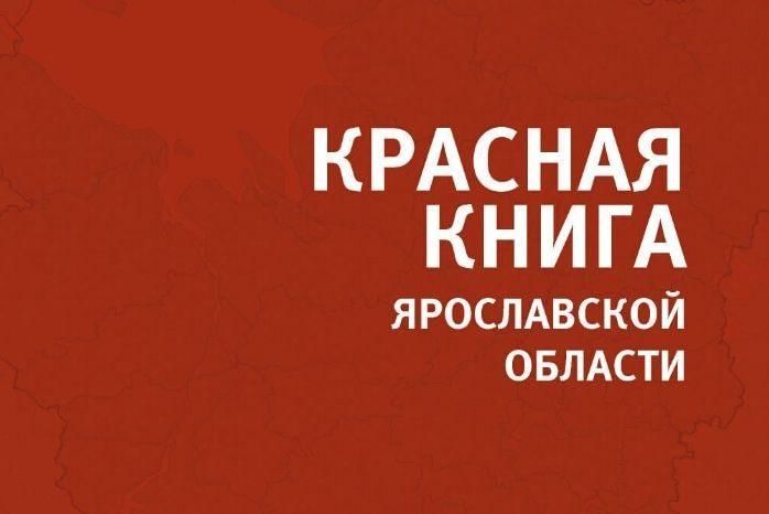 Проект животные красной книги ярославской области