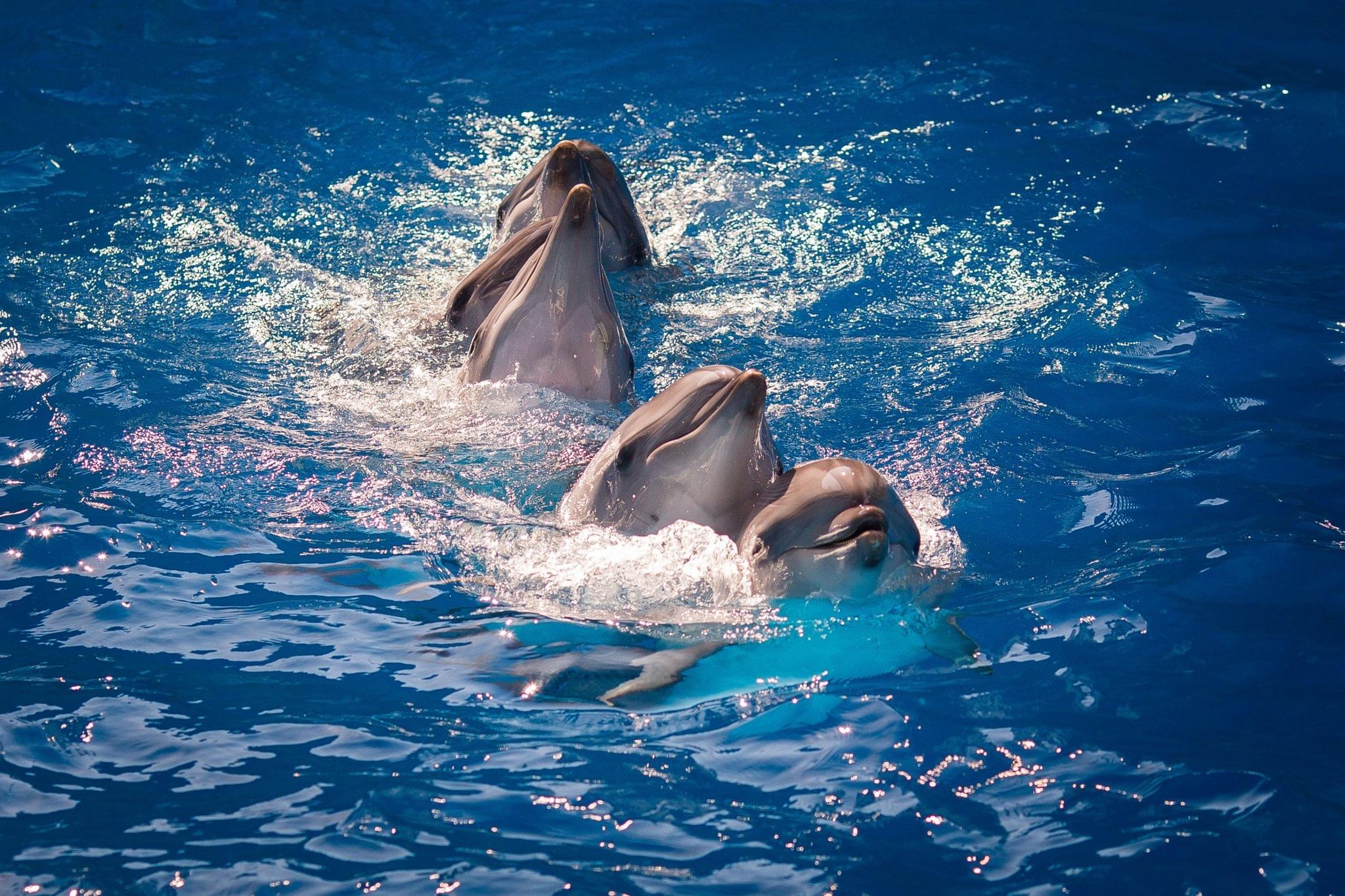 дельфин сочи фото