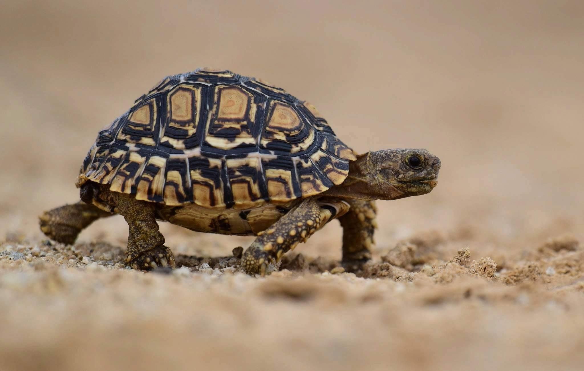 Turtle pro. Капская крапчатая черепаха. Угольная черепаха (Chelonoidis carbonaria). Капская Черепаза. Капская крапчатая плоская черепаха.