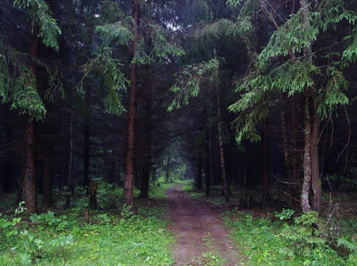 Чернолесье. Елово Сосновый лес. Ельник зеленомошник. Сосновый Бор и еловый Бор. Пихтовый лес Сосновый Бор.