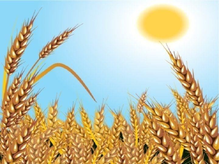 Проект на тему хлеба краснодарского окружающий мир