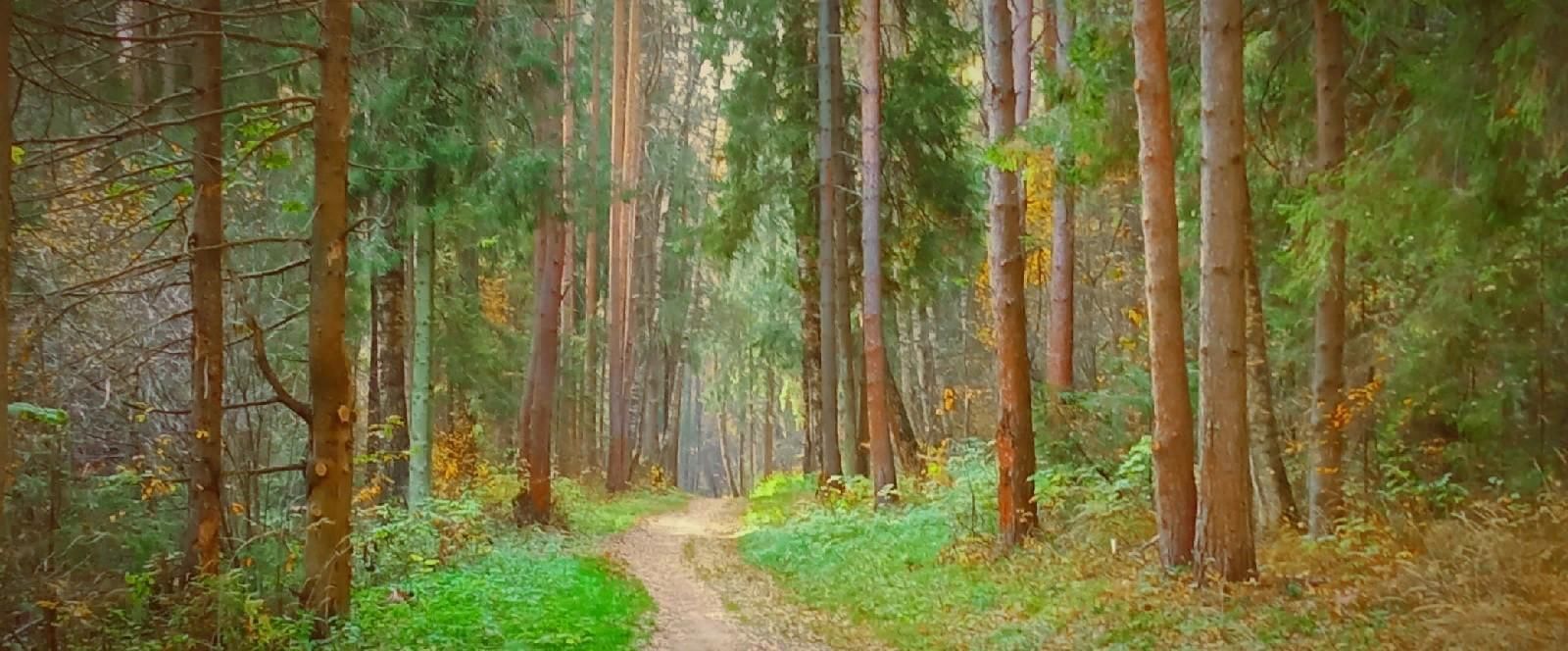 Экскурсия в лес «Лесное царство» 2021, Куркинский район — дата и место  проведения, программа мероприятия.