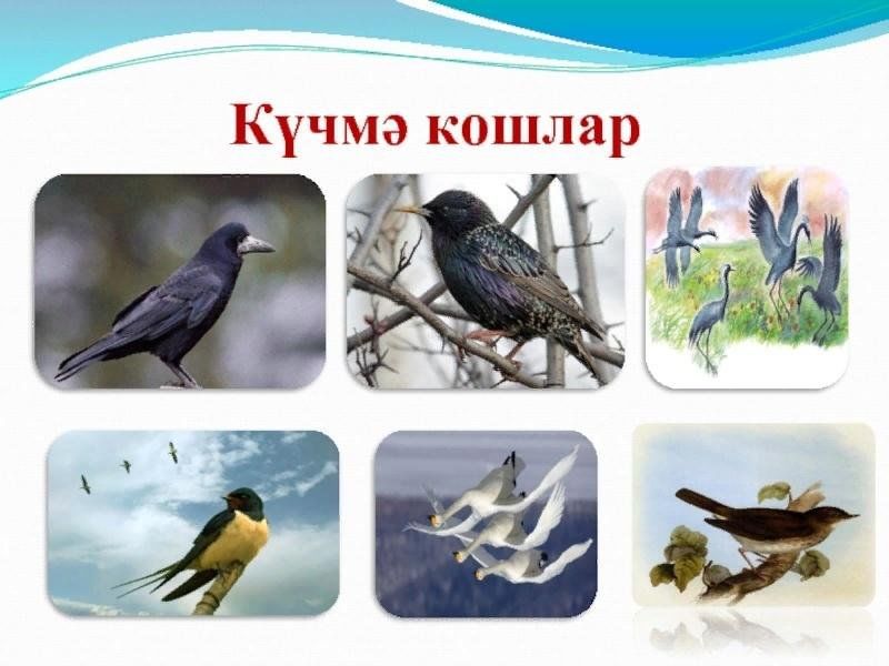 Кышлаучы кошлар проект