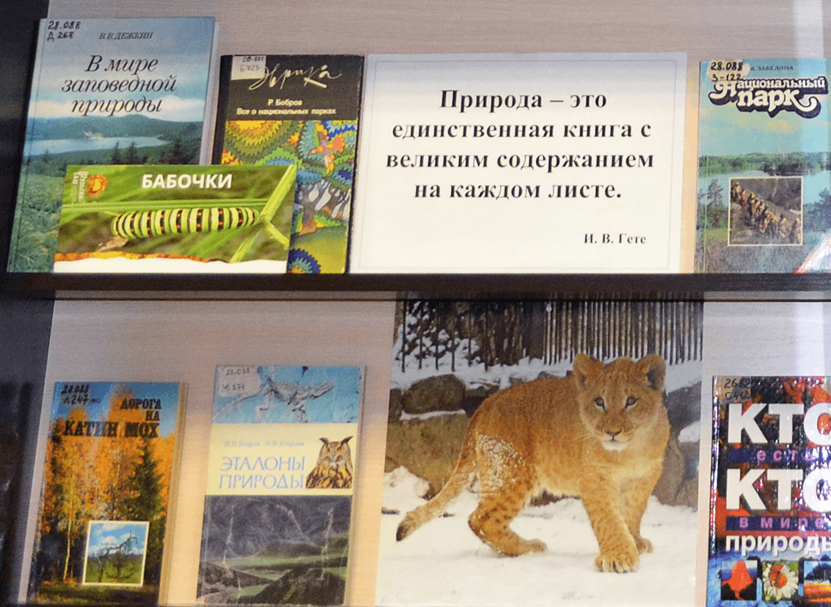 День заповедников и парков в библиотеке. Книжная выставка про заповедники. Выставка день заповедников. Заповедный мир природы книжная выставка в библиотеке. Книжная выставка день заповедников.