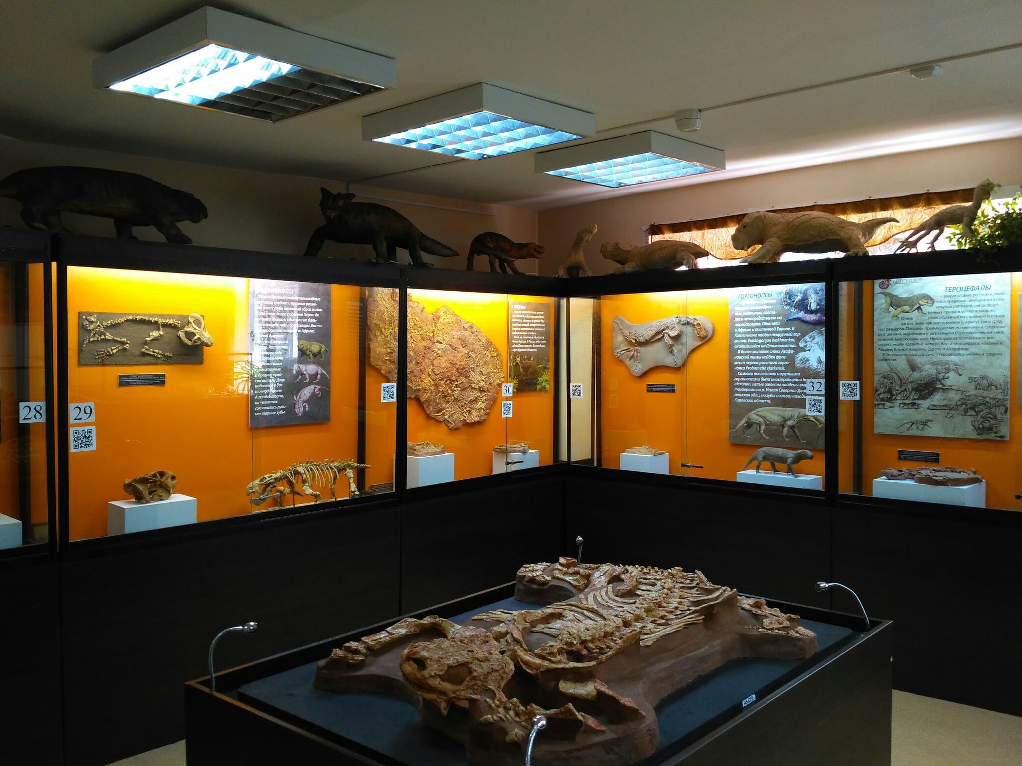 Вятский Палеонтологический музей Котельнич