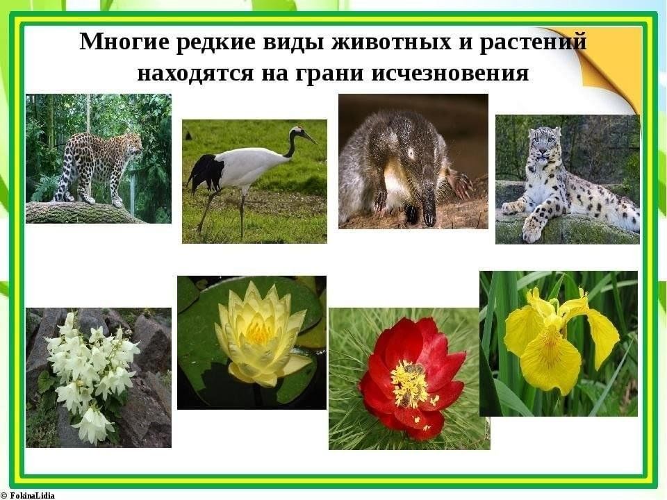 Животные выглядящие как растения