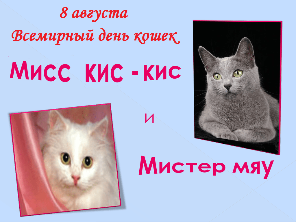 Рингтон мяу. Кис кис кис кис мяу мяу. Мисс кис. Кис-кис мяу кис-кис мяу мяу мяу мяу мяу. Мистер кис кис.