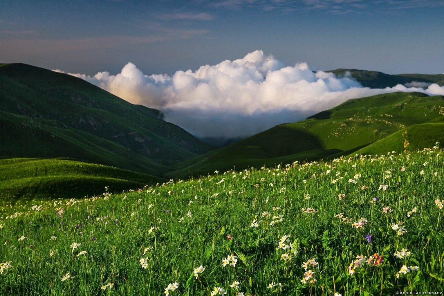 Альпийские луга. Альпийские Луга Абхазия. Субальпийские Луга Кавказа. Кавказские горы субальпийские Луга. Субальпийские Луга Дагестана.