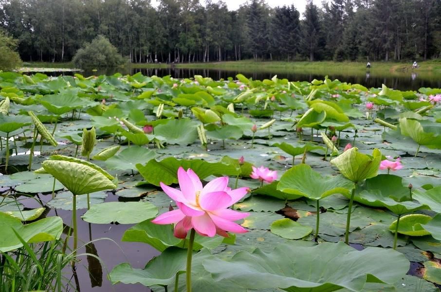 Растения амурской области фото