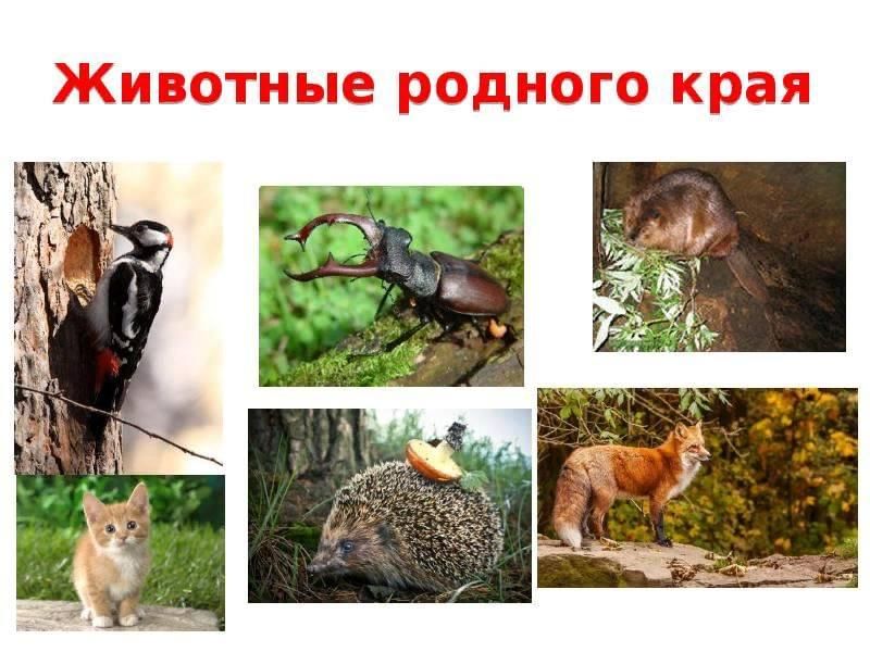Фото ЖИВОТНЫЕ РОДНОГО КРАЯ
