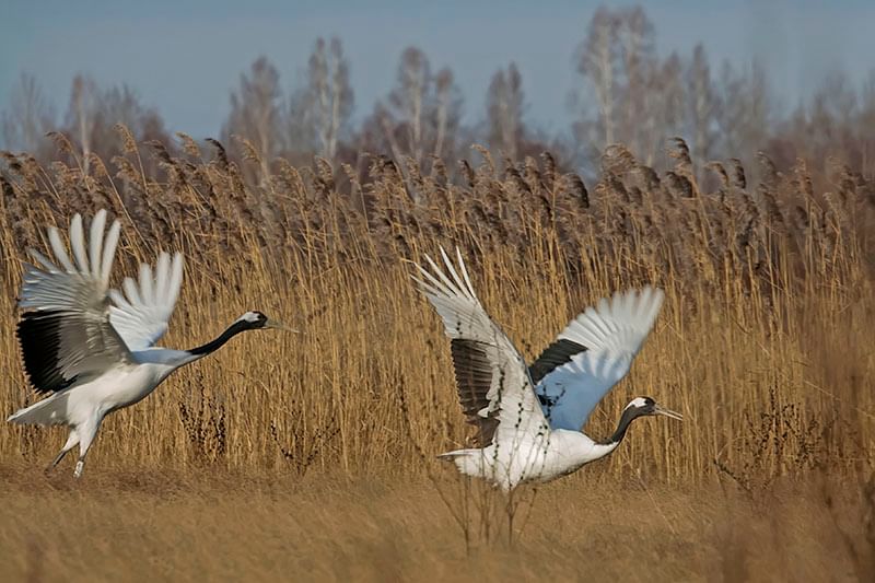 Акция журавли фото. 13 Сентября Куприянов день Журавлиное вече. Всемирный день журавля. 13 Сентября день журавля. Народный праздник Куприянов день.