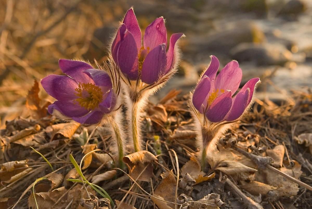 Весенние мотивы картинки