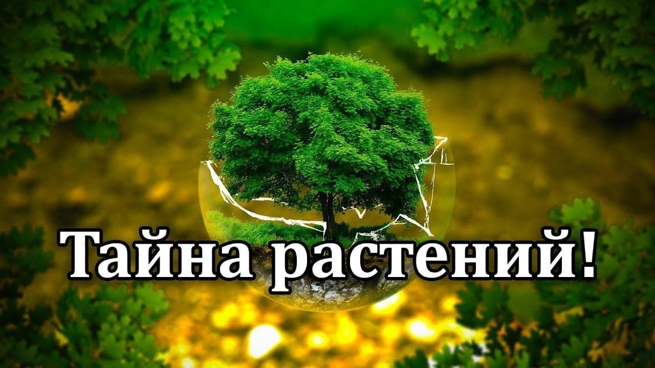 Тайна растений. Растительность тайны. Проект тайна растений. Маленькое тайна растений.