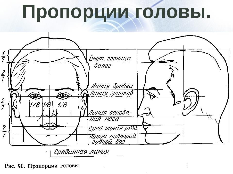 Основные пропорции головы человека. Пропорции головы сбоку. Пропорции головы человека анатомия. Портрет (конструкция головы человека. Анфас, профиль). Пропорции головы человека анфас.