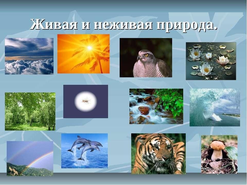 Живая неживая природа 1 класс картинки