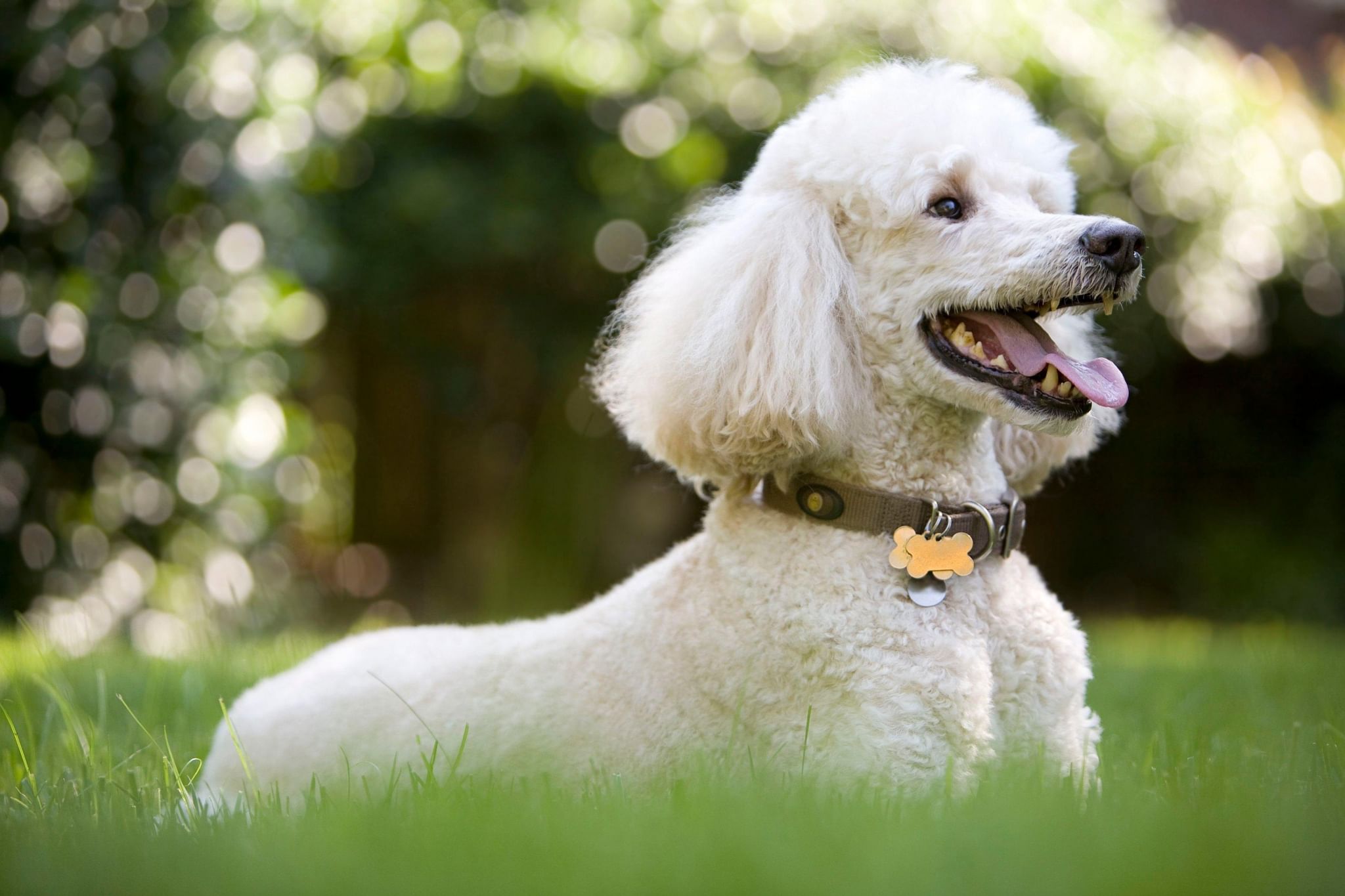 21 Small Hypoallergenic Dogs That Don’t Shed (Much)