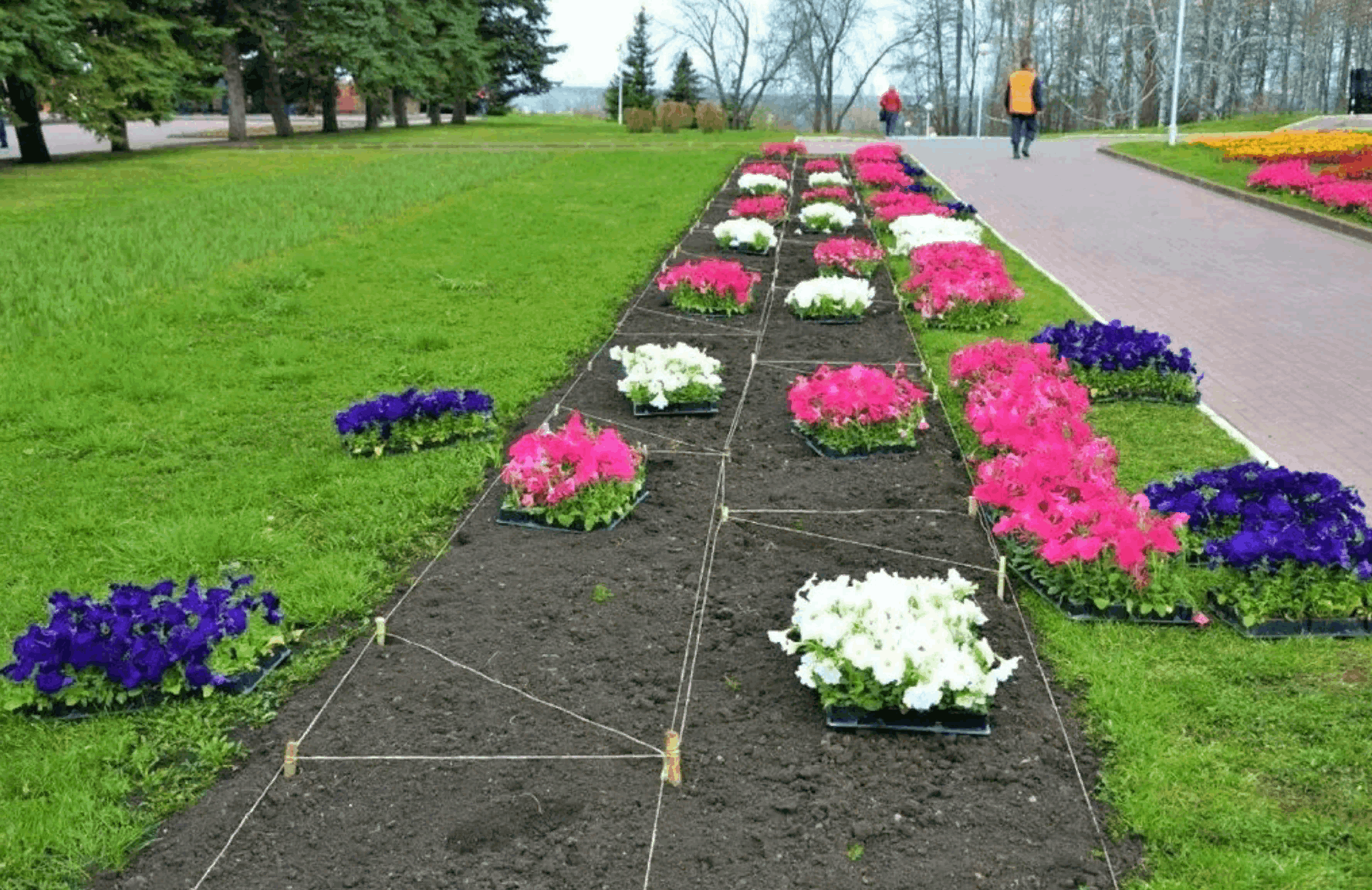 Петуния и цинерария на клумбе