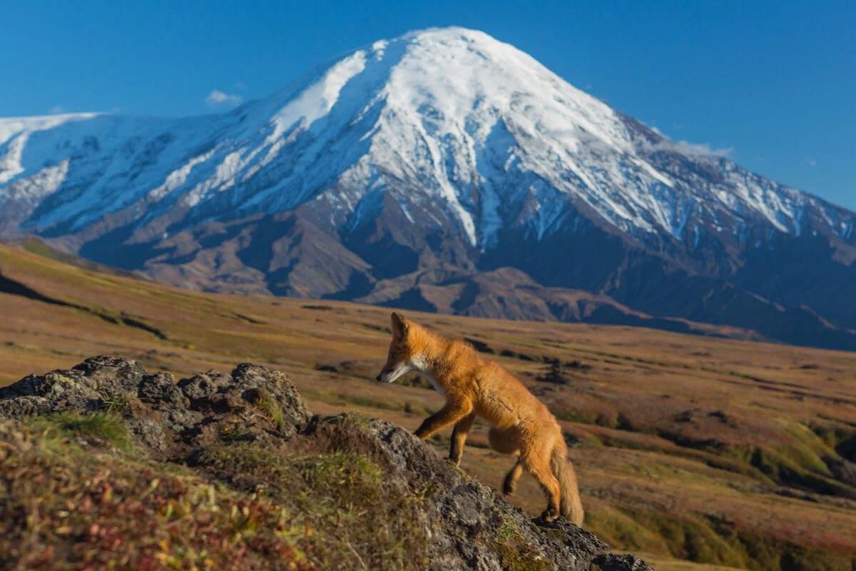 Животные камчатки фото