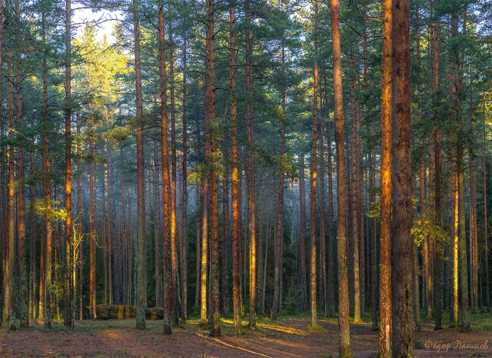 Фото соснового леса в хорошем качестве