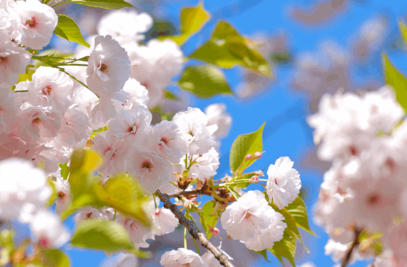 С праздником весны. Весенние цветы Навруз. Майские праздники.