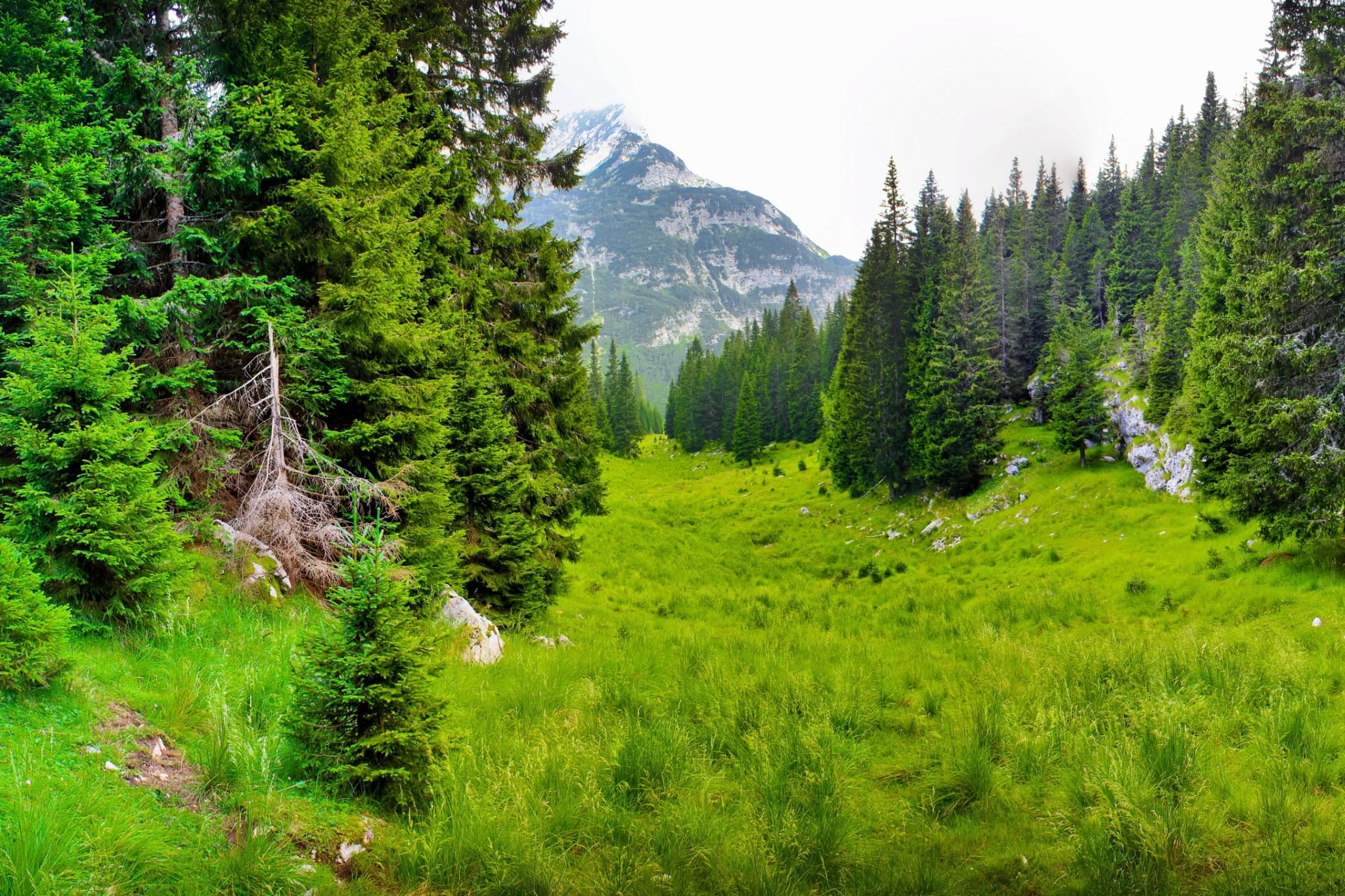 Free Images : tree, wilderness, hiking, trail, summer, green, jungle, trees, cre