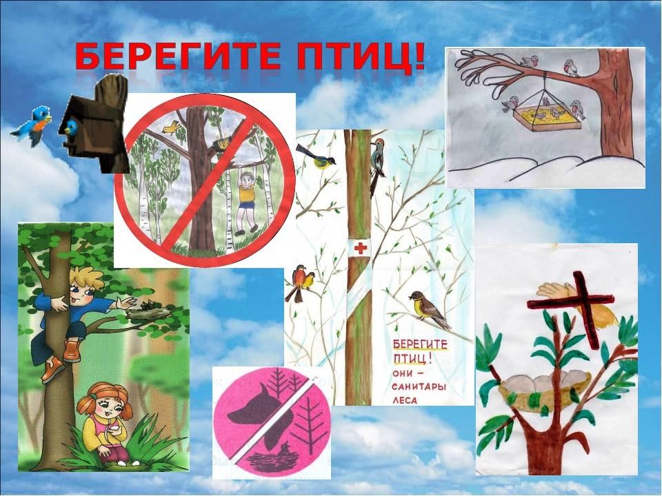 Картинка берегите птиц для детей