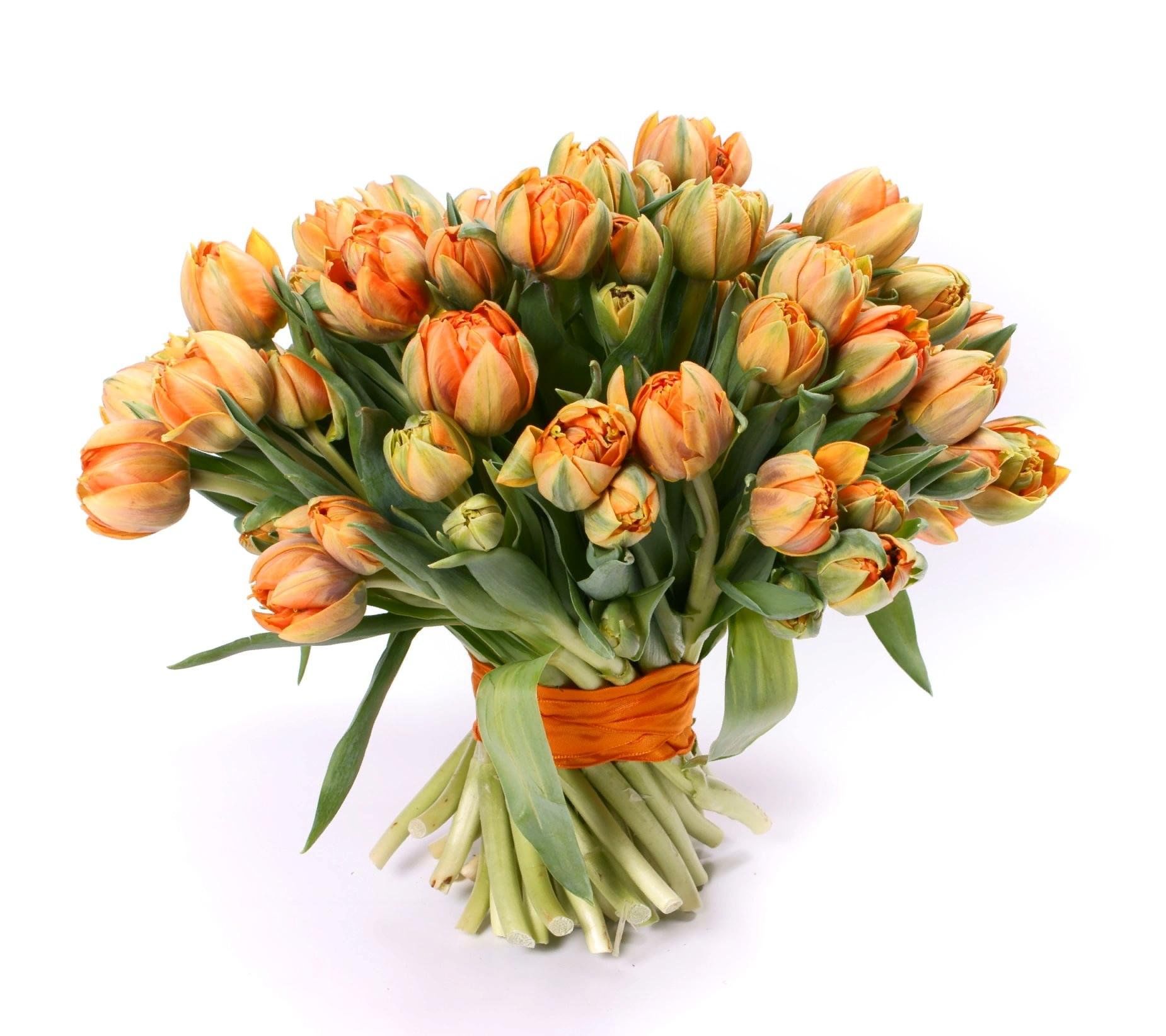 Сколько дарят цветов тюльпанов. Тюльпан пионовидный оранжевый. Пионовидные тюльпаны оранж. Букет пионовидных тюльпанов. Оранжевые пионовидные тюльпаны в букете.