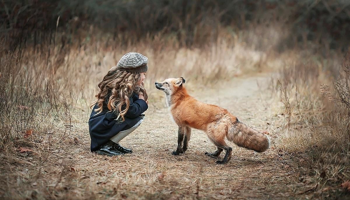 Мальчик и лиса. Встреча с лисой. Встреча человека с лисой. Фотосессия с лисой семьей.