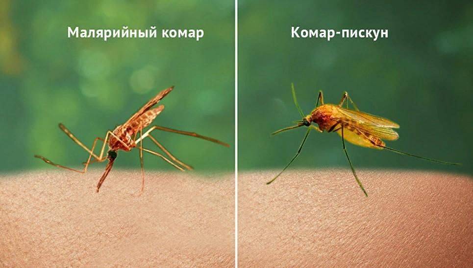 Малярийный комар в крыму фото