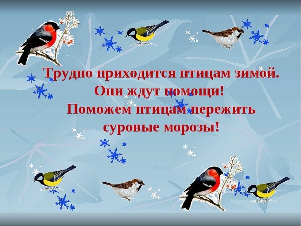 Тема пернатые друзья средняя группа. Зимующие птицы. Покормите птиц зимой. Птицы зимой для детей. Акция Покормите птиц зимой.